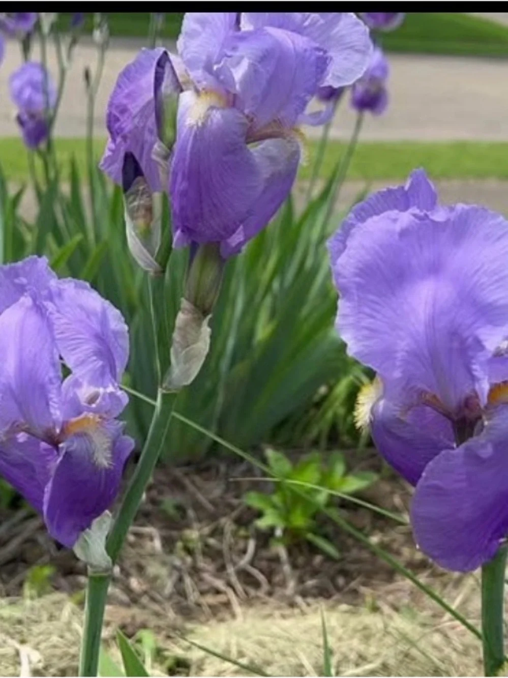 20 medium and small sizes rhizomes . Purple Iris for $20. See Pics.